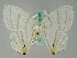  ( - BC ZSM Lep 36503)  @14 [ ] CreativeCommons - Attribution Non-Commercial Share-Alike (2010) Axel Hausmann/Bavarian State Collection of Zoology (ZSM) SNSB, Zoologische Staatssammlung Muenchen