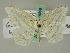  ( - BC ZSM Lep 36508)  @14 [ ] CreativeCommons - Attribution Non-Commercial Share-Alike (2010) Axel Hausmann/Bavarian State Collection of Zoology (ZSM) SNSB, Zoologische Staatssammlung Muenchen
