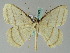  (Melinoessa amplissimata - BC ZSM Lep 36522)  @14 [ ] CreativeCommons - Attribution Non-Commercial Share-Alike (2010) Axel Hausmann/Bavarian State Collection of Zoology (ZSM) SNSB, Zoologische Staatssammlung Muenchen