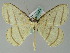  ( - BC ZSM Lep 36523)  @14 [ ] CreativeCommons - Attribution Non-Commercial Share-Alike (2010) Axel Hausmann/Bavarian State Collection of Zoology (ZSM) SNSB, Zoologische Staatssammlung Muenchen