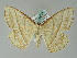  ( - BC ZSM Lep 36524)  @13 [ ] CreativeCommons - Attribution Non-Commercial Share-Alike (2010) Axel Hausmann/Bavarian State Collection of Zoology (ZSM) SNSB, Zoologische Staatssammlung Muenchen