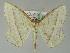  ( - BC ZSM Lep 36525)  @14 [ ] CreativeCommons - Attribution Non-Commercial Share-Alike (2010) Axel Hausmann/Bavarian State Collection of Zoology (ZSM) SNSB, Zoologische Staatssammlung Muenchen