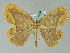  ( - BC ZSM Lep 36526)  @14 [ ] CreativeCommons - Attribution Non-Commercial Share-Alike (2010) Axel Hausmann/Bavarian State Collection of Zoology (ZSM) SNSB, Zoologische Staatssammlung Muenchen