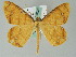 ( - BC ZSM Lep 36528)  @14 [ ] CreativeCommons - Attribution Non-Commercial Share-Alike (2010) Axel Hausmann/Bavarian State Collection of Zoology (ZSM) SNSB, Zoologische Staatssammlung Muenchen