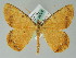 ( - BC ZSM Lep 36529)  @14 [ ] CreativeCommons - Attribution Non-Commercial Share-Alike (2010) Axel Hausmann/Bavarian State Collection of Zoology (ZSM) SNSB, Zoologische Staatssammlung Muenchen
