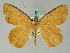  ( - BC ZSM Lep 36530)  @13 [ ] CreativeCommons - Attribution Non-Commercial Share-Alike (2010) Axel Hausmann/Bavarian State Collection of Zoology (ZSM) SNSB, Zoologische Staatssammlung Muenchen