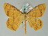  ( - BC ZSM Lep 36531)  @14 [ ] CreativeCommons - Attribution Non-Commercial Share-Alike (2010) Axel Hausmann/Bavarian State Collection of Zoology (ZSM) SNSB, Zoologische Staatssammlung Muenchen