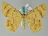  ( - BC ZSM Lep 36532)  @11 [ ] CreativeCommons - Attribution Non-Commercial Share-Alike (2010) Axel Hausmann/Bavarian State Collection of Zoology (ZSM) SNSB, Zoologische Staatssammlung Muenchen