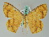  ( - BC ZSM Lep 36533)  @11 [ ] CreativeCommons - Attribution Non-Commercial Share-Alike (2010) Axel Hausmann/Bavarian State Collection of Zoology (ZSM) SNSB, Zoologische Staatssammlung Muenchen