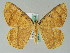  ( - BC ZSM Lep 36536)  @11 [ ] CreativeCommons - Attribution Non-Commercial Share-Alike (2010) Axel Hausmann/Bavarian State Collection of Zoology (ZSM) SNSB, Zoologische Staatssammlung Muenchen