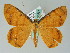  ( - BC ZSM Lep 36537)  @14 [ ] CreativeCommons - Attribution Non-Commercial Share-Alike (2010) Axel Hausmann/Bavarian State Collection of Zoology (ZSM) SNSB, Zoologische Staatssammlung Muenchen
