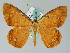  ( - BC ZSM Lep 36538)  @11 [ ] CreativeCommons - Attribution Non-Commercial Share-Alike (2010) Axel Hausmann/Bavarian State Collection of Zoology (ZSM) SNSB, Zoologische Staatssammlung Muenchen