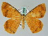  ( - BC ZSM Lep 36539)  @14 [ ] CreativeCommons - Attribution Non-Commercial Share-Alike (2010) Axel Hausmann/Bavarian State Collection of Zoology (ZSM) SNSB, Zoologische Staatssammlung Muenchen