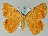  (Melinoessa croesaria - BC ZSM Lep 36540)  @14 [ ] CreativeCommons - Attribution Non-Commercial Share-Alike (2010) Axel Hausmann/Bavarian State Collection of Zoology (ZSM) SNSB, Zoologische Staatssammlung Muenchen
