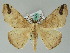  ( - BC ZSM Lep 36541)  @14 [ ] CreativeCommons - Attribution Non-Commercial Share-Alike (2010) Axel Hausmann/Bavarian State Collection of Zoology (ZSM) SNSB, Zoologische Staatssammlung Muenchen