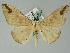  ( - BC ZSM Lep 36542)  @14 [ ] CreativeCommons - Attribution Non-Commercial Share-Alike (2010) Axel Hausmann/Bavarian State Collection of Zoology (ZSM) SNSB, Zoologische Staatssammlung Muenchen