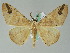  ( - BC ZSM Lep 36543)  @14 [ ] CreativeCommons - Attribution Non-Commercial Share-Alike (2010) Axel Hausmann/Bavarian State Collection of Zoology (ZSM) SNSB, Zoologische Staatssammlung Muenchen