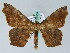  ( - BC ZSM Lep 36559)  @15 [ ] CreativeCommons - Attribution Non-Commercial Share-Alike (2010) Axel Hausmann/Bavarian State Collection of Zoology (ZSM) SNSB, Zoologische Staatssammlung Muenchen