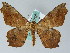  ( - BC ZSM Lep 36560)  @15 [ ] CreativeCommons - Attribution Non-Commercial Share-Alike (2010) Axel Hausmann/Bavarian State Collection of Zoology (ZSM) SNSB, Zoologische Staatssammlung Muenchen