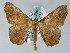  ( - BC ZSM Lep 36562)  @14 [ ] CreativeCommons - Attribution Non-Commercial Share-Alike (2010) Axel Hausmann/Bavarian State Collection of Zoology (ZSM) SNSB, Zoologische Staatssammlung Muenchen