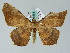  ( - BC ZSM Lep 36563)  @14 [ ] CreativeCommons - Attribution Non-Commercial Share-Alike (2010) Axel Hausmann/Bavarian State Collection of Zoology (ZSM) SNSB, Zoologische Staatssammlung Muenchen