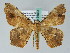  ( - BC ZSM Lep 36564)  @14 [ ] CreativeCommons - Attribution Non-Commercial Share-Alike (2010) Axel Hausmann/Bavarian State Collection of Zoology (ZSM) SNSB, Zoologische Staatssammlung Muenchen