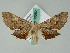  ( - BC ZSM Lep 36582)  @14 [ ] CreativeCommons - Attribution Non-Commercial Share-Alike (2010) Axel Hausmann/Bavarian State Collection of Zoology (ZSM) SNSB, Zoologische Staatssammlung Muenchen