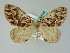  ( - BC ZSM Lep 36584)  @14 [ ] CreativeCommons - Attribution Non-Commercial Share-Alike (2010) Axel Hausmann/Bavarian State Collection of Zoology (ZSM) SNSB, Zoologische Staatssammlung Muenchen