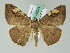  (Chelotephrina AH01GhCa - BC ZSM Lep 36594)  @14 [ ] CreativeCommons - Attribution Non-Commercial Share-Alike (2010) Axel Hausmann/Bavarian State Collection of Zoology (ZSM) SNSB, Zoologische Staatssammlung Muenchen