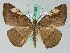  ( - BC ZSM Lep 36595)  @14 [ ] CreativeCommons - Attribution Non-Commercial Share-Alike (2010) Axel Hausmann/Bavarian State Collection of Zoology (ZSM) SNSB, Zoologische Staatssammlung Muenchen