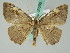 (Chelotephrina AH02GhCa - BC ZSM Lep 36596)  @14 [ ] CreativeCommons - Attribution Non-Commercial Share-Alike (2010) Axel Hausmann/Bavarian State Collection of Zoology (ZSM) SNSB, Zoologische Staatssammlung Muenchen