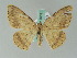  ( - BC ZSM Lep 36611)  @13 [ ] CreativeCommons - Attribution Non-Commercial Share-Alike (2010) Axel Hausmann/Bavarian State Collection of Zoology (ZSM) SNSB, Zoologische Staatssammlung Muenchen