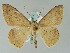  (Luxiaria AH02GhCa - BC ZSM Lep 36612)  @14 [ ] CreativeCommons - Attribution Non-Commercial Share-Alike (2010) Axel Hausmann/Bavarian State Collection of Zoology (ZSM) SNSB, Zoologische Staatssammlung Muenchen