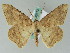  (Luxiaria curvivena - BC ZSM Lep 36613)  @14 [ ] CreativeCommons - Attribution Non-Commercial Share-Alike (2010) Axel Hausmann/Bavarian State Collection of Zoology (ZSM) SNSB, Zoologische Staatssammlung Muenchen