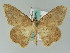  ( - BC ZSM Lep 36614)  @14 [ ] CreativeCommons - Attribution Non-Commercial Share-Alike (2010) Axel Hausmann/Bavarian State Collection of Zoology (ZSM) SNSB, Zoologische Staatssammlung Muenchen