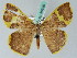  ( - BC ZSM Lep 36626)  @14 [ ] CreativeCommons - Attribution Non-Commercial Share-Alike (2010) Axel Hausmann/Bavarian State Collection of Zoology (ZSM) SNSB, Zoologische Staatssammlung Muenchen