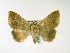  (Achaea indeterminata - BC ZSM Lep 39959)  @13 [ ] CreativeCommons - Attribution Non-Commercial Share-Alike (2010) Axel Hausmann/Bavarian State Collection of Zoology (ZSM) SNSB, Zoologische Staatssammlung Muenchen