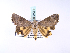  ( - BC ZSM Lep 39964)  @13 [ ] CreativeCommons - Attribution Non-Commercial Share-Alike (2010) Axel Hausmann/Bavarian State Collection of Zoology (ZSM) SNSB, Zoologische Staatssammlung Muenchen