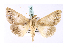  ( - BC ZSM Lep 39966)  @12 [ ] CreativeCommons - Attribution Non-Commercial Share-Alike (2010) Axel Hausmann/Bavarian State Collection of Zoology (ZSM) SNSB, Zoologische Staatssammlung Muenchen
