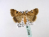  ( - BC ZSM Lep 39968)  @13 [ ] CreativeCommons - Attribution Non-Commercial Share-Alike (2010) Axel Hausmann/Bavarian State Collection of Zoology (ZSM) SNSB, Zoologische Staatssammlung Muenchen