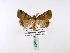  ( - BC ZSM Lep 39969)  @13 [ ] CreativeCommons - Attribution Non-Commercial Share-Alike (2010) Axel Hausmann/Bavarian State Collection of Zoology (ZSM) SNSB, Zoologische Staatssammlung Muenchen