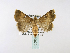  ( - BC ZSM Lep 39970)  @13 [ ] CreativeCommons - Attribution Non-Commercial Share-Alike (2010) Axel Hausmann/Bavarian State Collection of Zoology (ZSM) SNSB, Zoologische Staatssammlung Muenchen