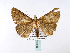  ( - BC ZSM Lep 39980)  @13 [ ] CreativeCommons - Attribution Non-Commercial Share-Alike (2010) Axel Hausmann/Bavarian State Collection of Zoology (ZSM) SNSB, Zoologische Staatssammlung Muenchen