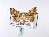  ( - BC ZSM Lep 39981)  @13 [ ] CreativeCommons - Attribution Non-Commercial Share-Alike (2010) Axel Hausmann/Bavarian State Collection of Zoology (ZSM) SNSB, Zoologische Staatssammlung Muenchen
