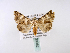  ( - BC ZSM Lep 39982)  @13 [ ] CreativeCommons - Attribution Non-Commercial Share-Alike (2010) Axel Hausmann/Bavarian State Collection of Zoology (ZSM) SNSB, Zoologische Staatssammlung Muenchen