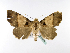  ( - BC ZSM Lep 39986)  @14 [ ] CreativeCommons - Attribution Non-Commercial Share-Alike (2010) Axel Hausmann/Bavarian State Collection of Zoology (ZSM) SNSB, Zoologische Staatssammlung Muenchen