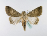  ( - BC ZSM Lep 39987)  @14 [ ] CreativeCommons - Attribution Non-Commercial Share-Alike (2010) Axel Hausmann/Bavarian State Collection of Zoology (ZSM) SNSB, Zoologische Staatssammlung Muenchen