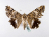  ( - BC ZSM Lep 39989)  @14 [ ] CreativeCommons - Attribution Non-Commercial Share-Alike (2010) Axel Hausmann/Bavarian State Collection of Zoology (ZSM) SNSB, Zoologische Staatssammlung Muenchen