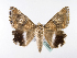  ( - BC ZSM Lep 39990)  @14 [ ] CreativeCommons - Attribution Non-Commercial Share-Alike (2010) Axel Hausmann/Bavarian State Collection of Zoology (ZSM) SNSB, Zoologische Staatssammlung Muenchen