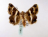  ( - BC ZSM Lep 40005)  @13 [ ] CreativeCommons - Attribution Non-Commercial Share-Alike (2010) Axel Hausmann/Bavarian State Collection of Zoology (ZSM) SNSB, Zoologische Staatssammlung Muenchen
